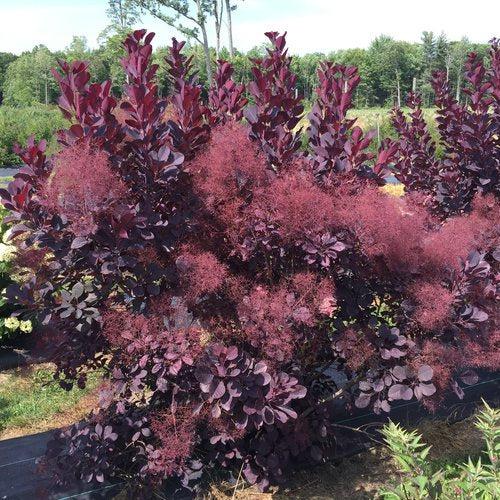 Winecraft Black® Smokebush - Shipped