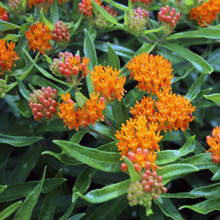 Asclepias tuberosa  - Butterfly Weed - Shipped