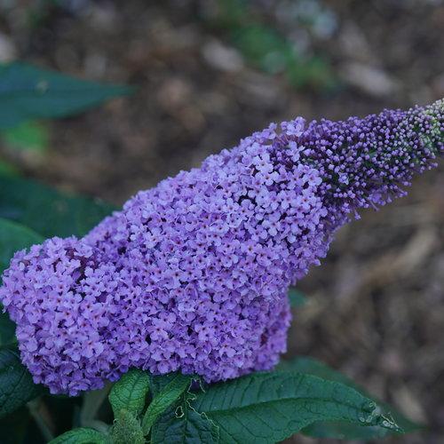 Buddleia x 'SMNBDL'  - Pugster® Amethyst Butterfly Bush - Shipped