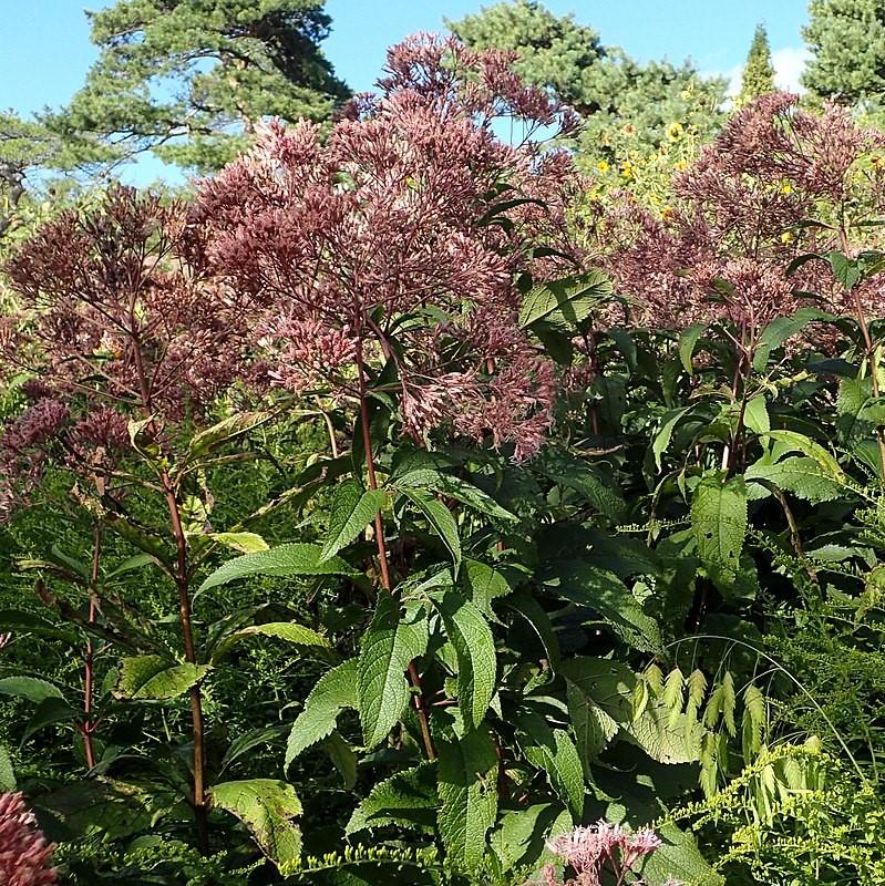 Gateway Joe Pye Weed - Shipped