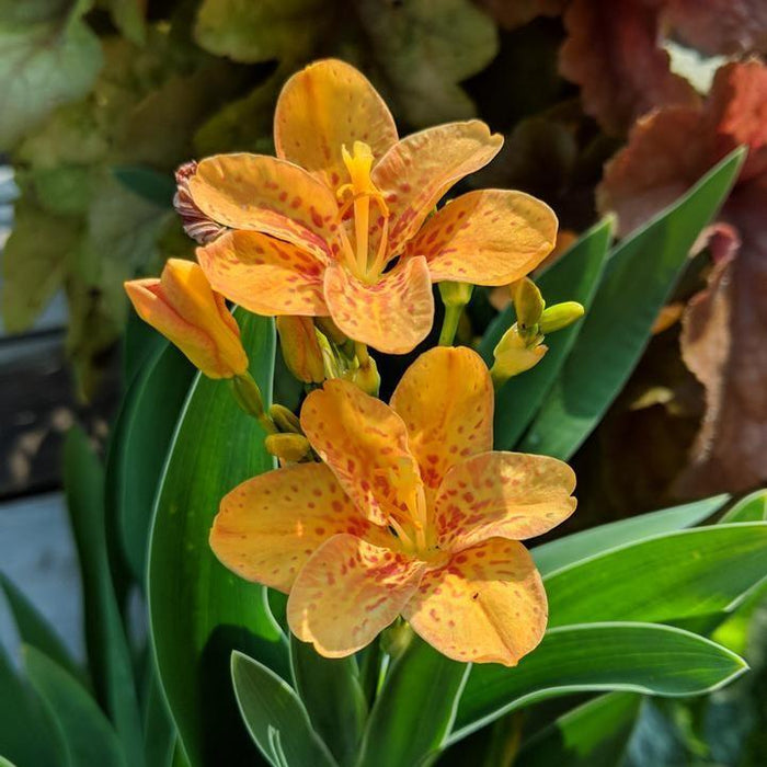 Belamcanda chinensis 'Freckle Face'  - Freckle Face Blackberry Lily - Shipped