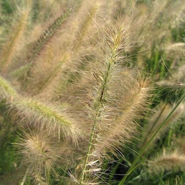 Miscanthus sinensis 'Morning Light'  - Morning Light Maiden Grass - Shipped