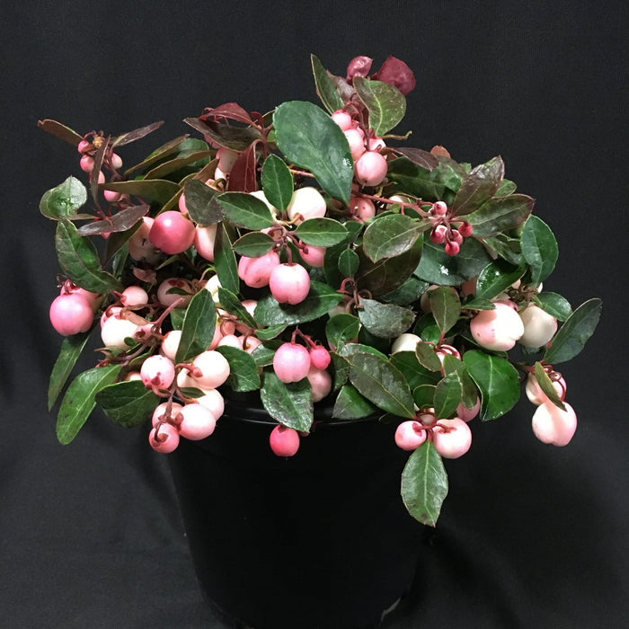 Gaultheria procumbens 'Hokutotakaji-001'  - Winter Fiesta™ Wintergreens - Shipped
