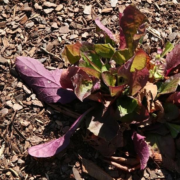 Salvia lyrata 'Purple Knockout'  - Purple Knockout Lyre-Leaf Sage - Shipped
