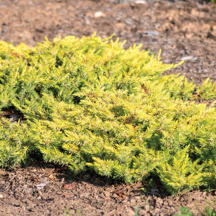 Juniperus conferta 'sPg-3-016'  - Golden Pacific™ Juniper - Shipped