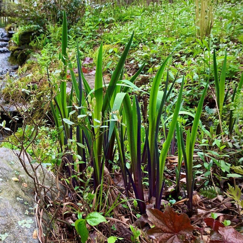 Purple Flame Blue Flag Iris - Shipped