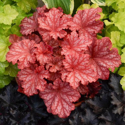 Primo® Peachberry Ice Heuchera - Shipped