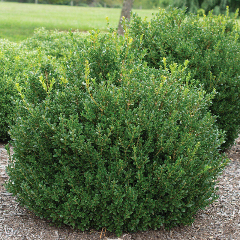 Little Missy Boxwood - Shipped