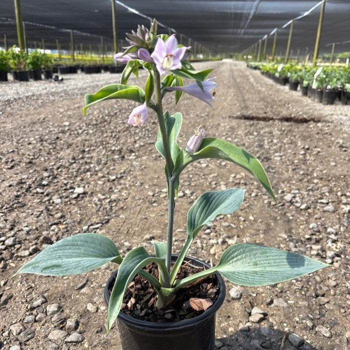 Hosta 'Halcyon'  - Halcyon Hosta - Shipped
