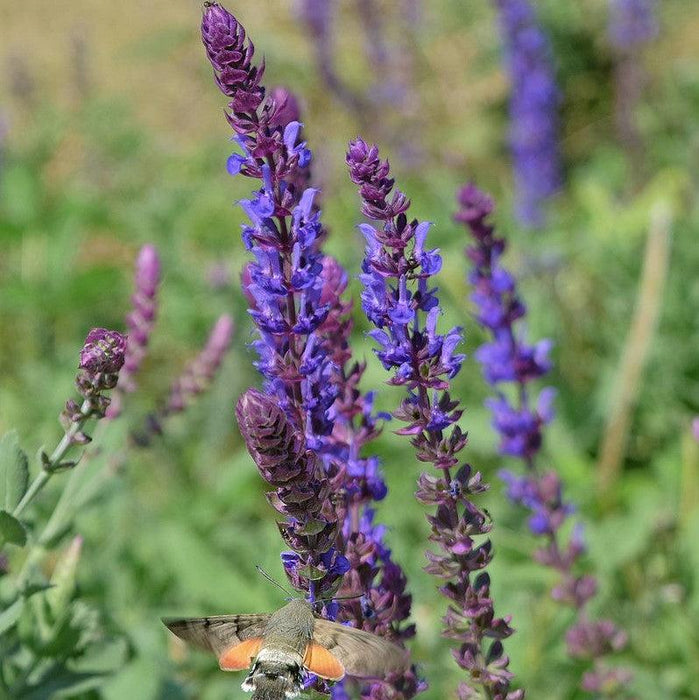Salvia nemorosa 'ALKLF' PP #28,393  - Blue Bouquetta Meadow Sage - Shipped