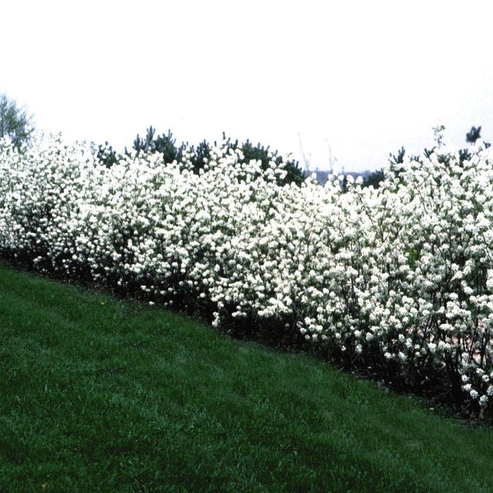 Amelanchier alnifolia 'Regent'  - Regent Serviceberry - Shipped