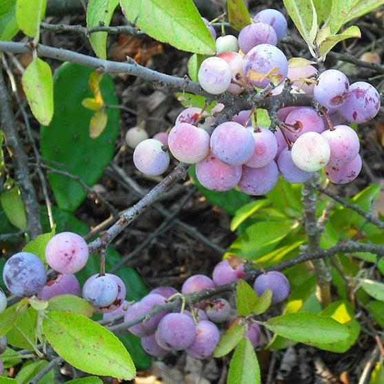 Prunus maritima  - Beach Plum - Shipped