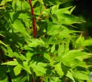 JAPANESE MAPLE (Acer palmatum) ´SANGOKAKU' - In Store Pickup