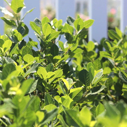 Holly (Ilex verticillata) Mr. Poppins® - Shipped