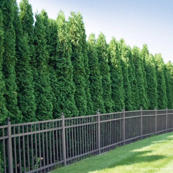 Thuja plicata Spring Grove® - Shipped
