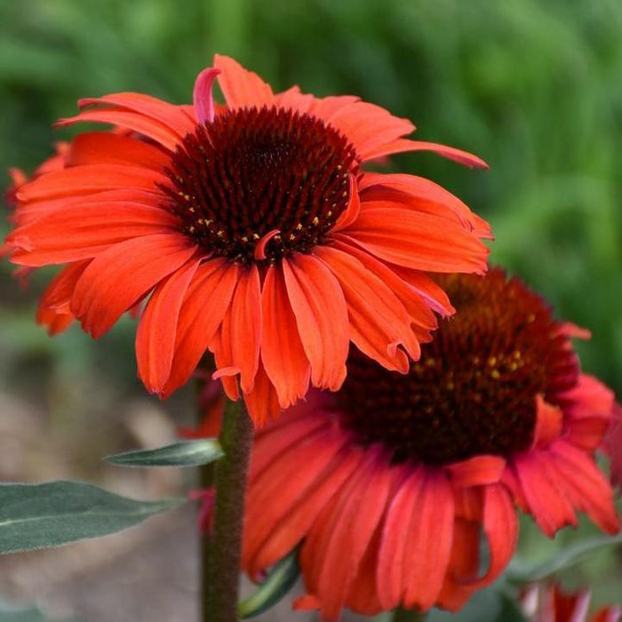 Echinacea purpurea 'Tanager'  - Eye-catcher™ Tanager Echinacea - Shipped