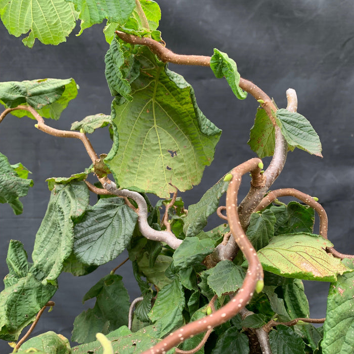 Corylus avellana 'Contorta'  - Contorted Filbert, Harry Lauder’s Walking Stick - Shipped