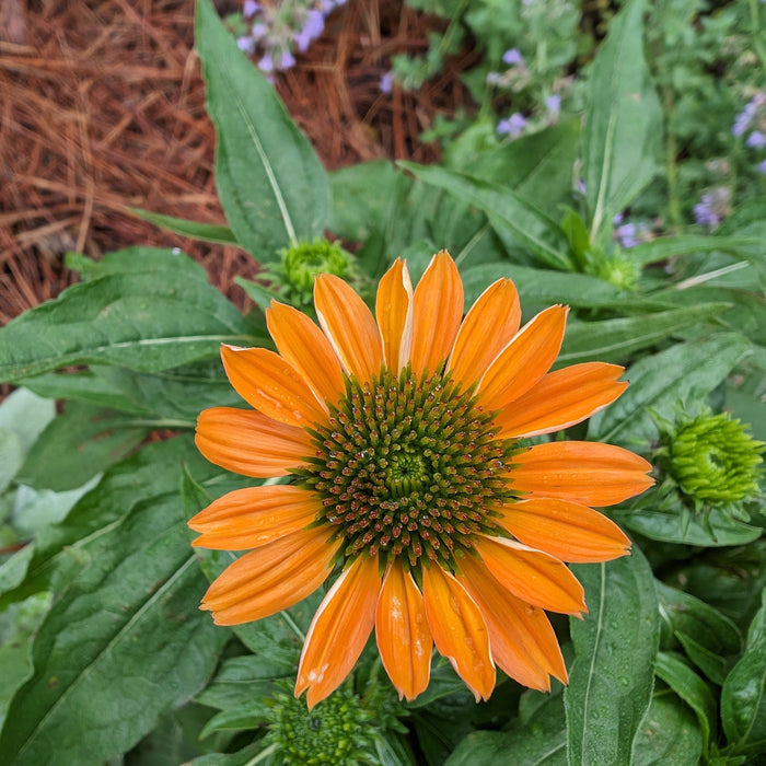 Echinacea x 'Balsomador' PP #26,639  - Sombrero® Adobe Orange Improved Coneflower - Shipped