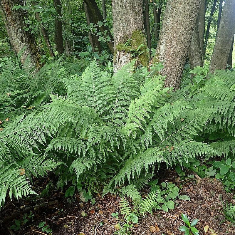 Lady Fern - Shipped