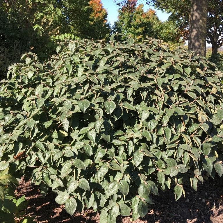 Spice Island™ Korean Spice Viburnum - Shipped