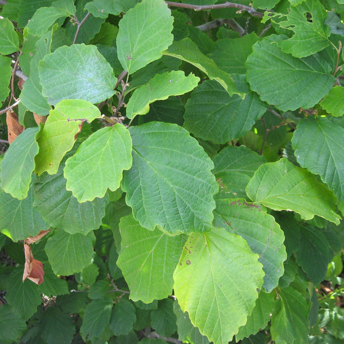 Hamamelis virginiana 'Harvest Moon'  - Harvest Moon Witch Hazel - Shipped