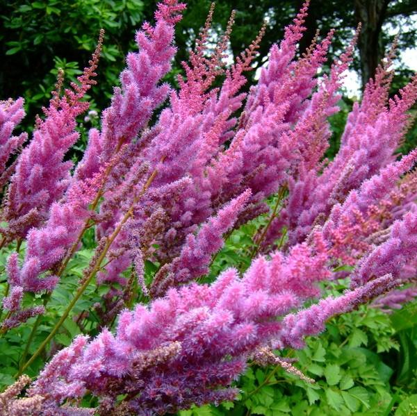 Astilbe chinensis 'Purpurkerze'  - Purple Candles Chinese Astilbe - Shipped