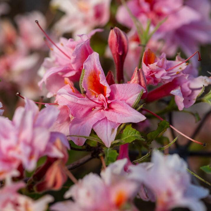 Rhododendron 'UMNAZ 493' PP26,600  - First Editions® Electric Lights™ Double Pink Azalea - Shipped