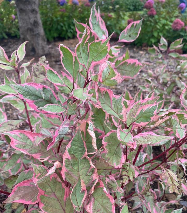 DOGWOOD (CORNUS ALBA) 'SGT. PEPPER™'- In Store Pickup