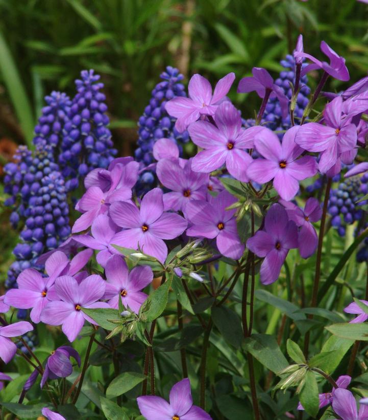 PHLOX STOLONIFERA `SHERWOOD PURPLE` - CREEPING PHLOX - In Store Pickup