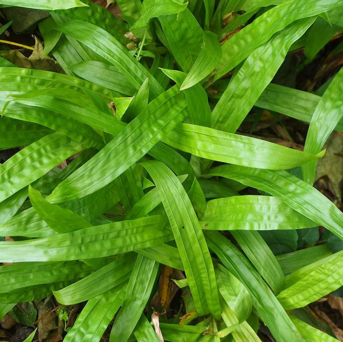 Carex plantaginea  - Seersucker Sedge - Shipped