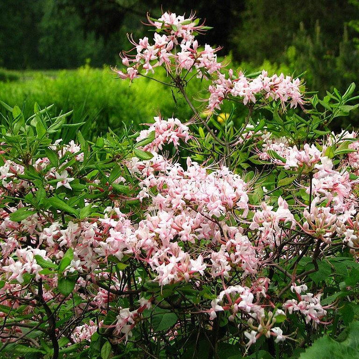 Rhododendron periclymenoides  - Pinxterbloom Azalea - Shipped