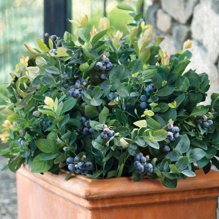 Vaccinium corymbosum 'ZF06-043'  - Peach Sorbet® Blueberry - Shipped