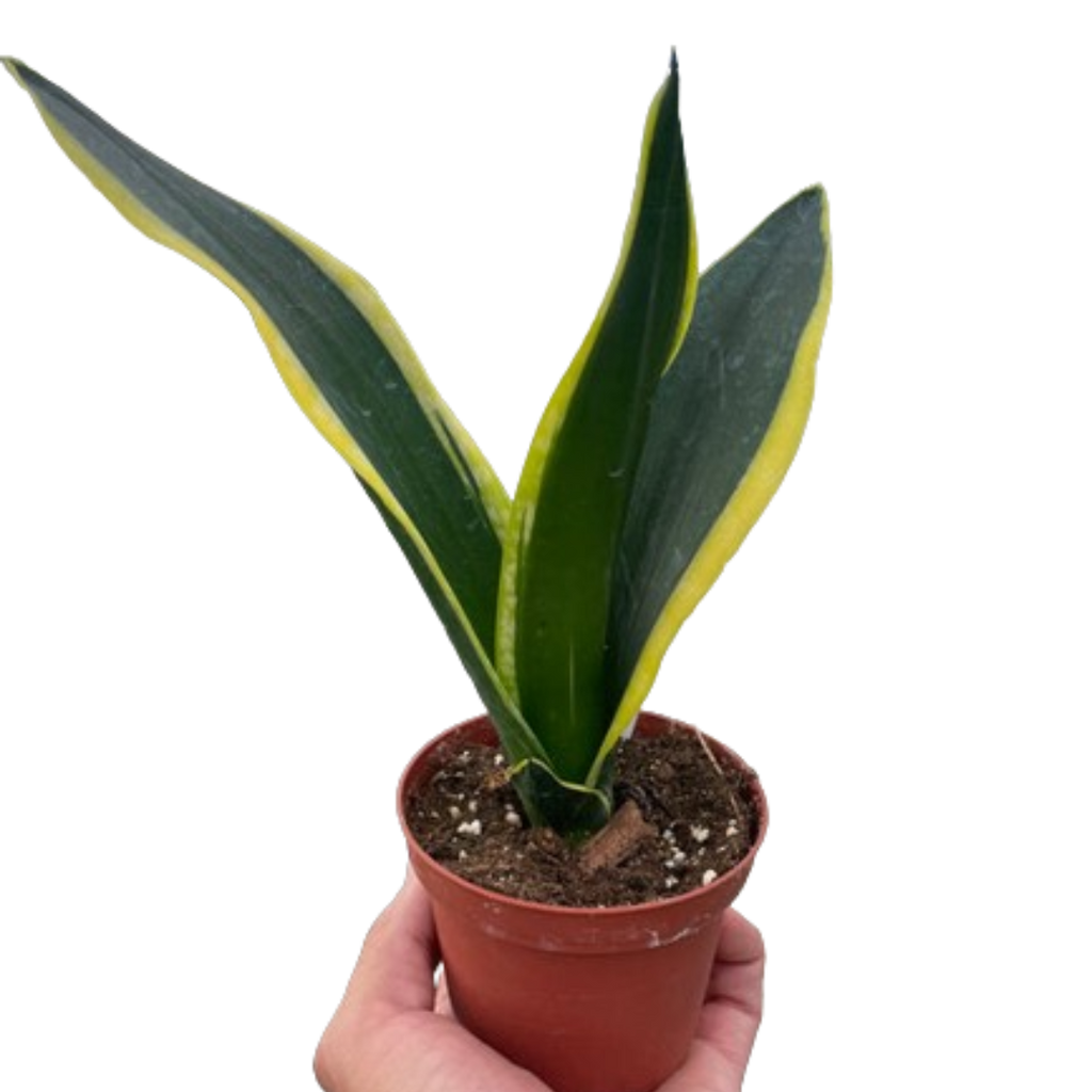 Snake Trifasciata Black Gold — The Gardeners' Choice