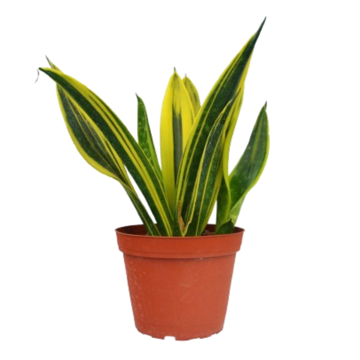 sansevieria perennial Snake Plant Sansevieria Gold Flame