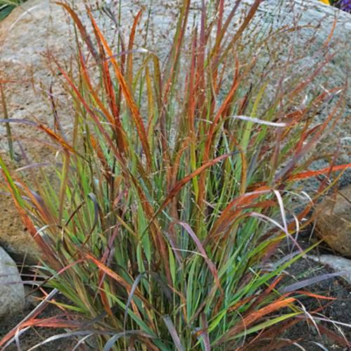 Prairie Winds® Cheyenne Sky Switch Grass - Shipped