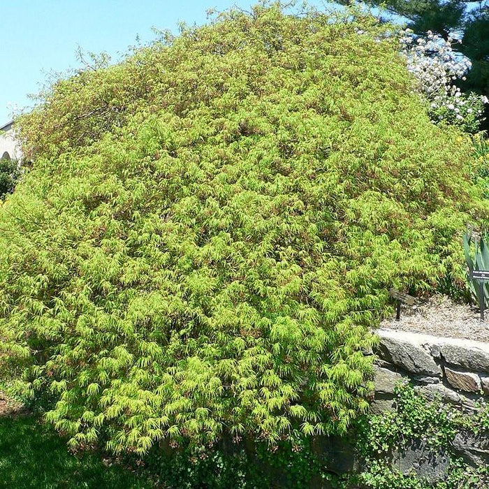 Acer palmatum var. dissectum 'Waterfall'  - Waterfall Japanese Maple - Shipped