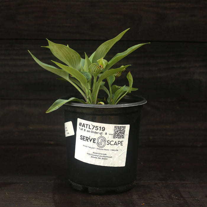 Hosta 'Halcyon'  - Halcyon Hosta - Shipped