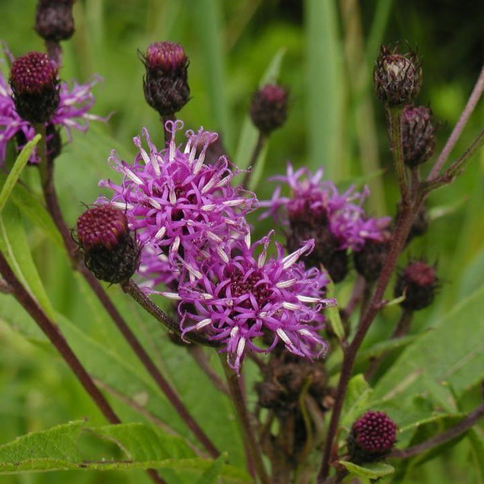 Vernonia noveboracensis  - New York Ironweed - Shipped