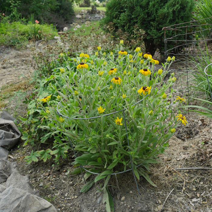 Rudbeckia 'American Gold Rush'  - American Gold Rush Black-Eyed Susan - Shipped