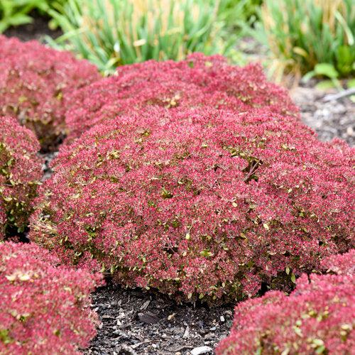 Sedum 'Pride And Joy'  - Rock 'N Grow® Pride And Joy Stonecrop - Shipped