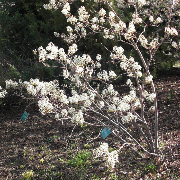 Amelanchier canadensis  - Shadblow Serviceberry - Shipped
