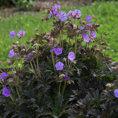 Boom Chocolatta Cranesbill - Shipped