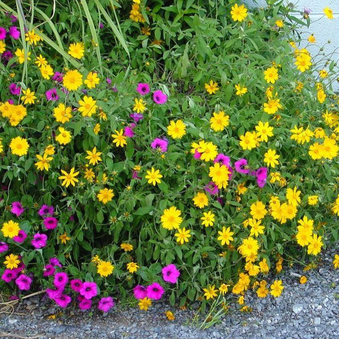 Coreopsis pubescens 'Sunshine Superman'  - Sunshine Superman Star Tickseed - Shipped