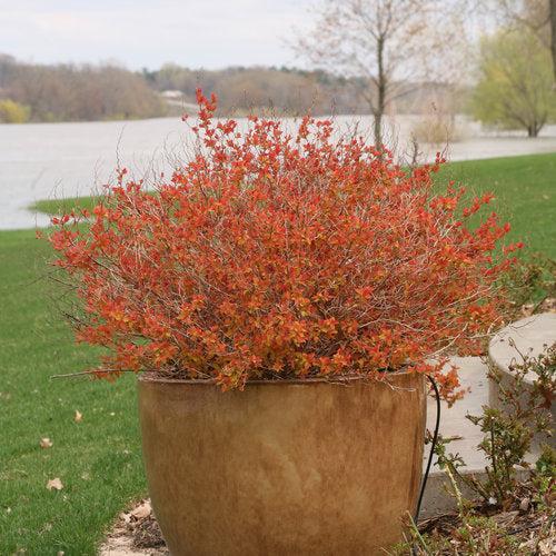 Double Play® Big Bang Spirea - Shipped