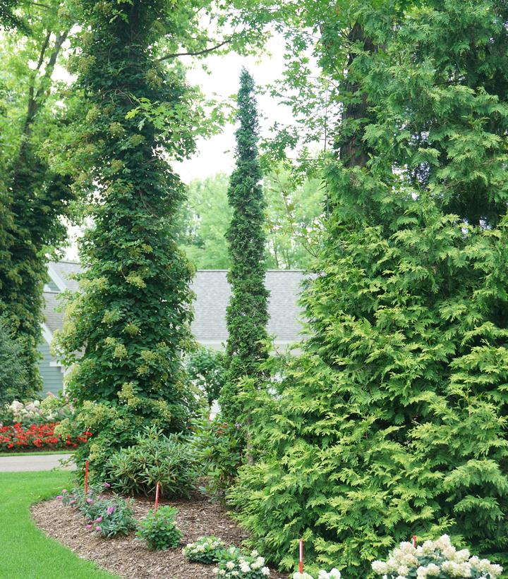 ARBORVITAE (THUJA OCCIDENTALIS) `STING` - In Store Pickup