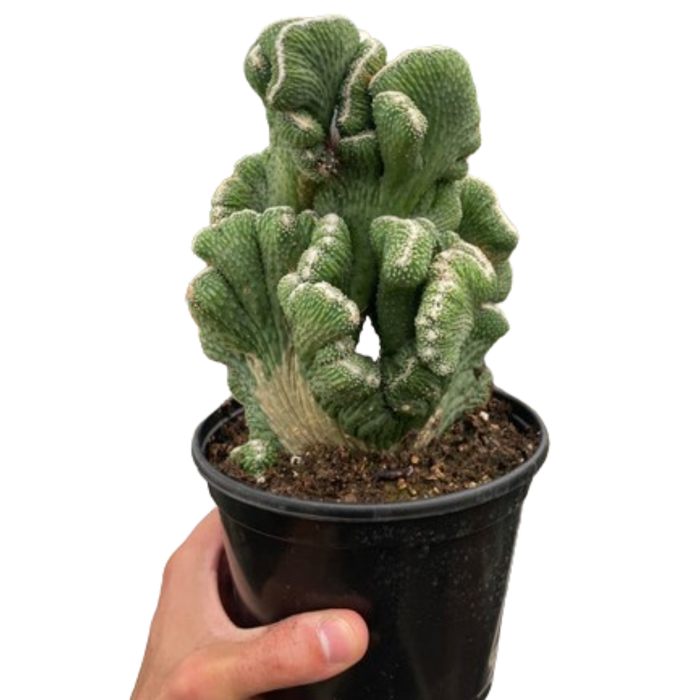 chorus succulent Succulent Cereus Coral Green — The Gardeners' Choice