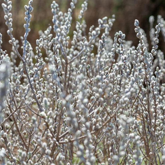 Salix candida 'Jefberg'  - First Editions® Iceberg Alley® Sageleaf Willow - Shipped