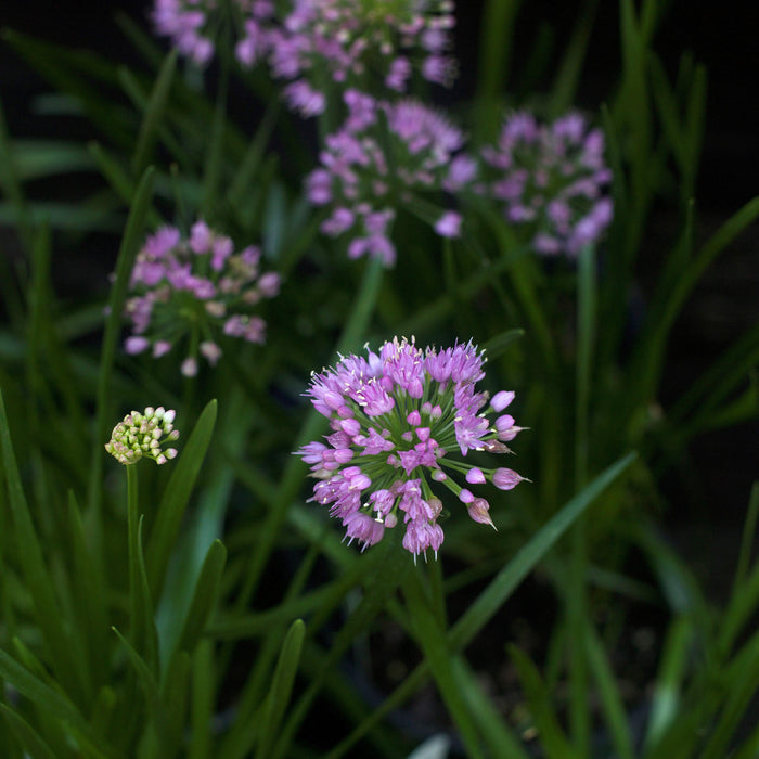 Allium 'Millenium'  - Millenium Ornamental Onion - Shipped