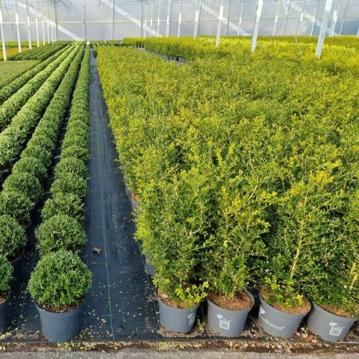 Buxus 'HER2009B03’ PP32275  - BetterBoxwood® Skylight™ Boxwood - Shipped
