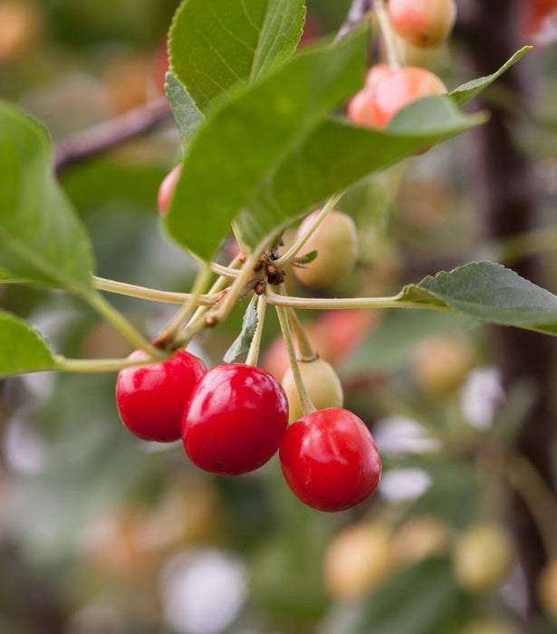 CHERRY (PRUNUS)`SWEET CHERRY PIE` CHERRY - In Store Pickup